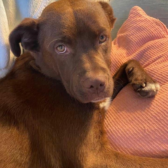 Meet your Posher, Patti Ryder Frullo - Picture 1 of 2